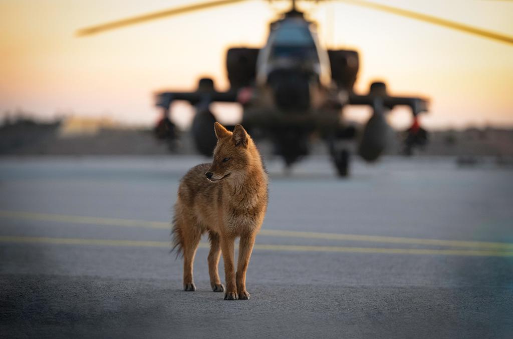 Golden jackal on the tarmac