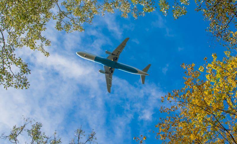 plane beneath trees