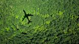 plane over trees